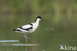 Pied Avocet (Recurvirostra avosetta)