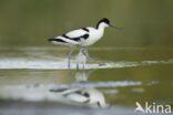 Pied Avocet (Recurvirostra avosetta)