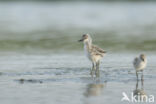 Pied Avocet (Recurvirostra avosetta)