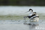 Pied Avocet (Recurvirostra avosetta)