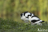 Pied Avocet (Recurvirostra avosetta)