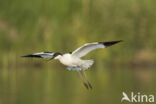 Pied Avocet (Recurvirostra avosetta)