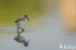 Pied Avocet (Recurvirostra avosetta)