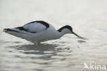 Pied Avocet (Recurvirostra avosetta)