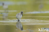 Pied Avocet (Recurvirostra avosetta)