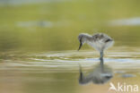 Pied Avocet (Recurvirostra avosetta)