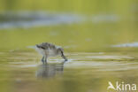 Pied Avocet (Recurvirostra avosetta)