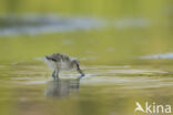 Pied Avocet (Recurvirostra avosetta)