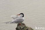 Common Tern (Sterna hirundo)