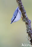 Nuthatch (Sitta europaea europaea)