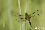 Viervlek (Libellula quadrimaculata)