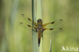 Viervlek (Libellula quadrimaculata)