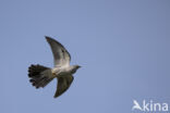 Common Cuckoo (Cuculus canorus)