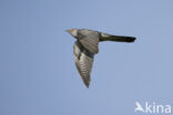 Common Cuckoo (Cuculus canorus)