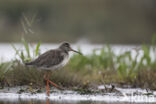 Zwarte Ruiter (Tringa erythropus)