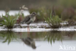 Zwarte Ruiter (Tringa erythropus)