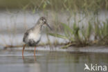 Zwarte Ruiter (Tringa erythropus)