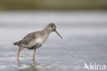 Zwarte Ruiter (Tringa erythropus)