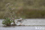 Zwarte Ruiter (Tringa erythropus)