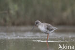 Zwarte Ruiter (Tringa erythropus)