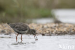 Zwarte Ruiter (Tringa erythropus)