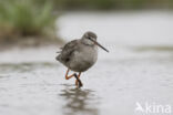 Zwarte Ruiter (Tringa erythropus)