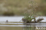 Watersnip (Gallinago gallinago)