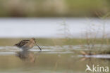 Watersnip (Gallinago gallinago)