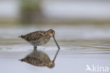 Watersnip (Gallinago gallinago)