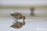 Watersnip (Gallinago gallinago)