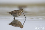 Watersnip (Gallinago gallinago)