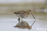 Watersnip (Gallinago gallinago)