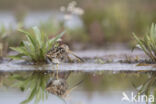 Watersnip (Gallinago gallinago)