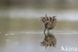 Watersnip (Gallinago gallinago)