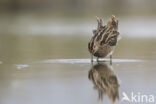 Watersnip (Gallinago gallinago)