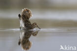 Watersnip (Gallinago gallinago)