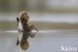 Watersnip (Gallinago gallinago)