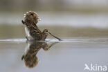 Watersnip (Gallinago gallinago)