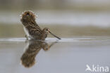 Watersnip (Gallinago gallinago)