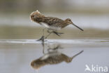 Watersnip (Gallinago gallinago)