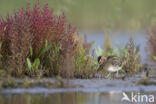 Watersnip (Gallinago gallinago)