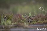 Watersnip (Gallinago gallinago)