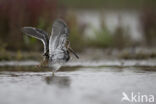 Watersnip (Gallinago gallinago)