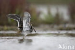 Watersnip (Gallinago gallinago)