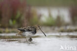 Watersnip (Gallinago gallinago)