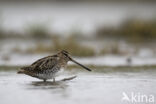 Watersnip (Gallinago gallinago)