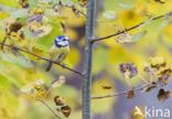 Blue Tit (Parus caeruleus)