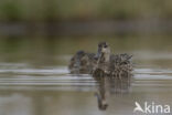 Green-winged Teal (Anas crecca)