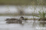 Green-winged Teal (Anas crecca)