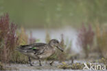 Green-winged Teal (Anas crecca)